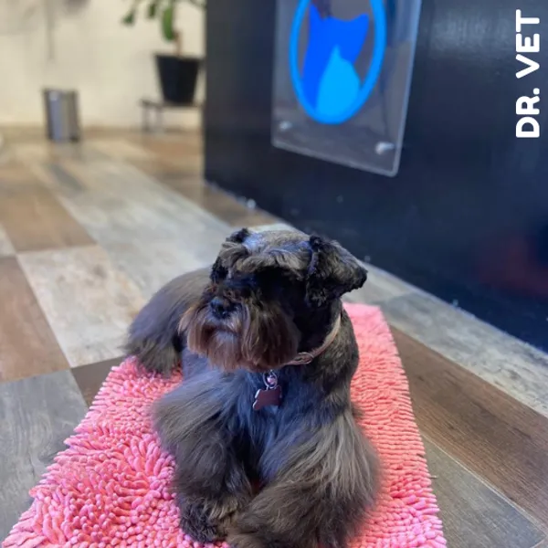 Imagen de una perrita sobre una alfombra en la sala de espera de Dr. Vet Hospital Veterinario