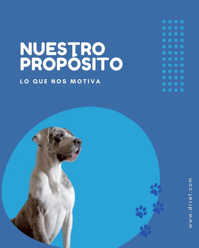 Misión de Dr. Vet Hospital Veterinario