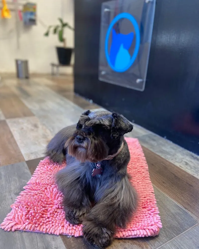 Imagen de una cachorra sobre una alfombra en la sala de espera de Dr. Vet Hospital Veterinario